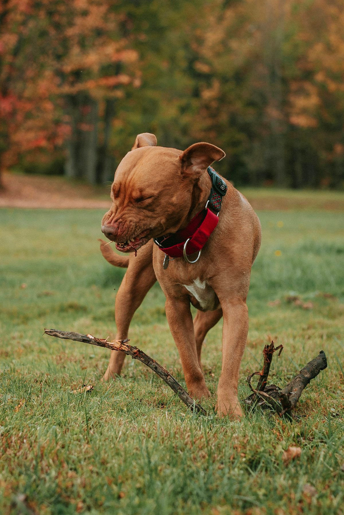 Dog running freely in a grassy yard, the kind of containment area a wireless or electric fence system is designed to keep a dog within