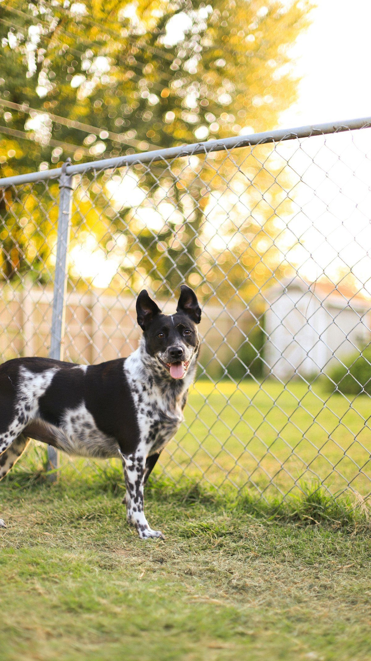 Dog standing near a yard boundary, illustrating the training process for boundary-based containment systems