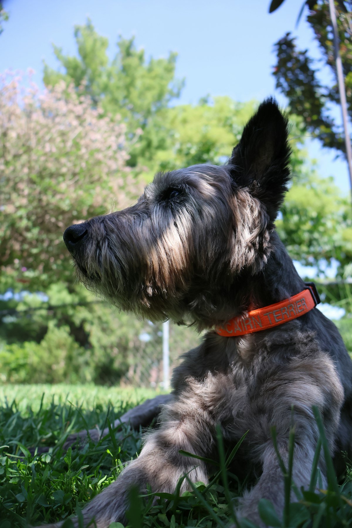 Dog wearing a collar outdoors — containment systems require a dedicated receiver collar in addition to or in place of a regular collar